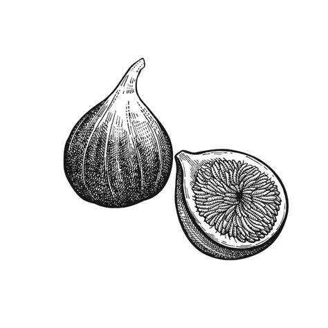 Fig black white Vectors & Illustrations for Free Download .